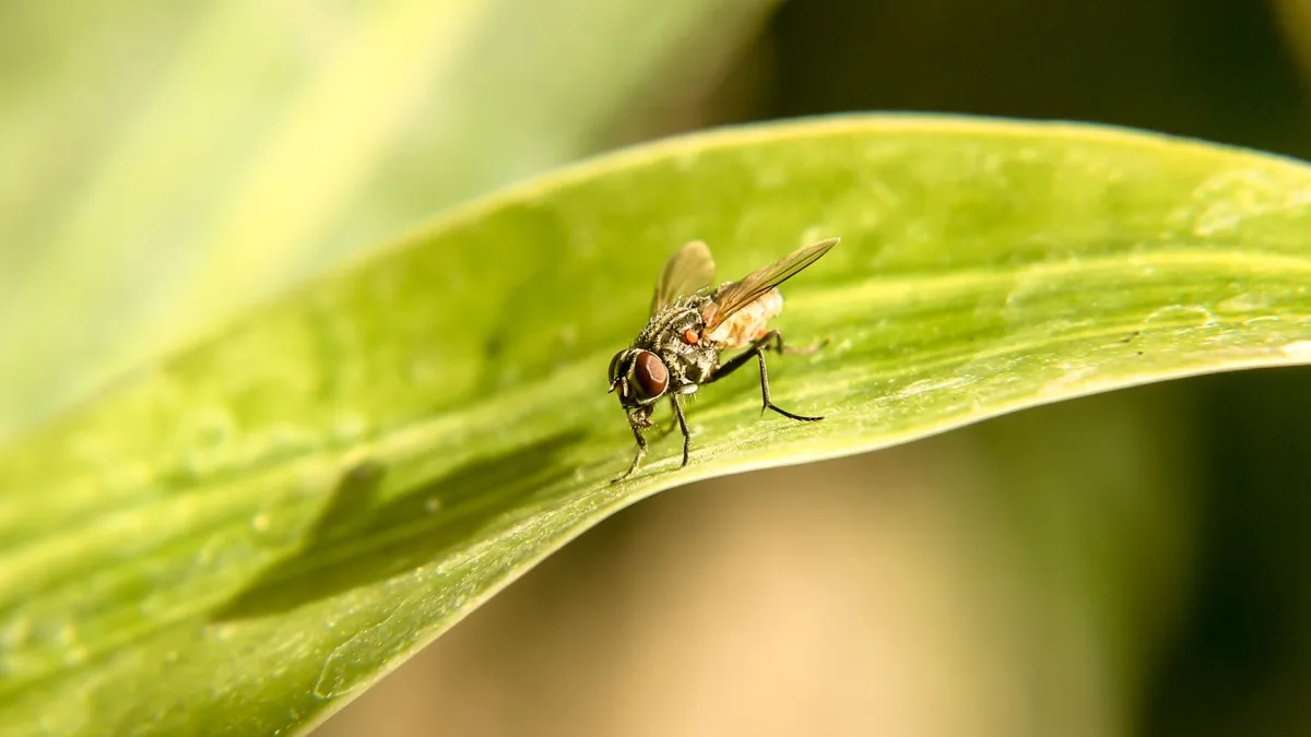 Chiapas Fly Plant Inauguration to Combat Screwworm Threats