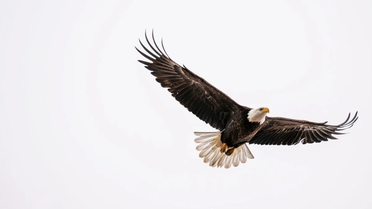 Kroger (KR) Eagle Deal Could Unlock Growth Potential