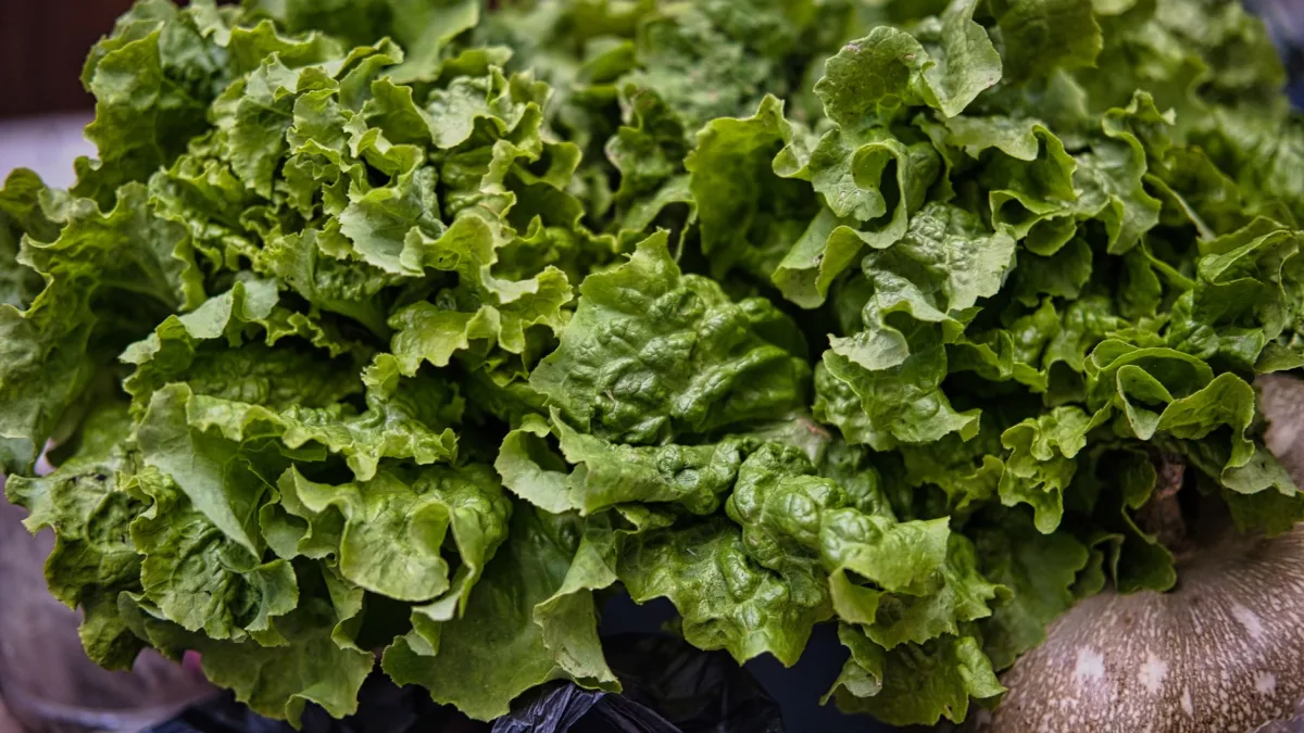 Lettuce Linked to Explosive-Diarrhea Outbreak: Health Officials Investigate