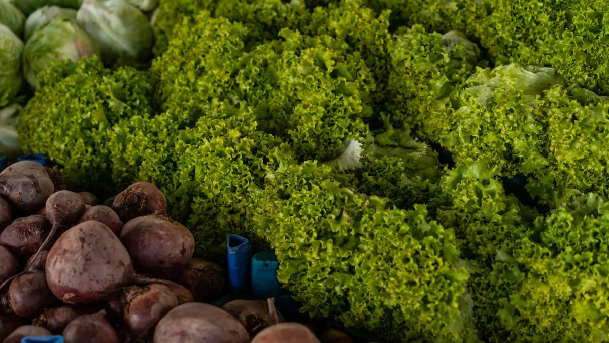 Taylor Farms recalls lettuce due to parasite outbreak