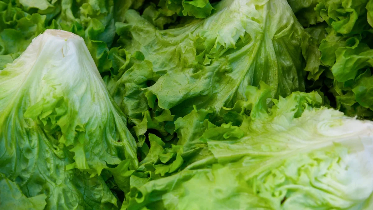 Taylor Farms to Recall Iceberg Lettuce Due to Cyclospora Cases