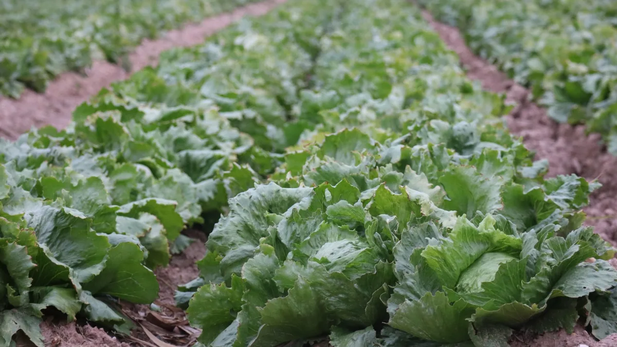 Taylor Farms Iceberg Lettuce Tests Positive for Parasite Outbreak