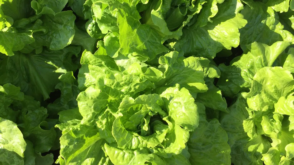 Iceberg Lettuce Recalled in 27 States Due to Cyclospora Contamination