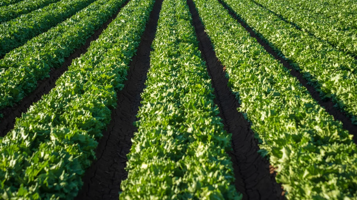 Walmart Recall: Taylor Farms Pulls Lettuce in 27 States