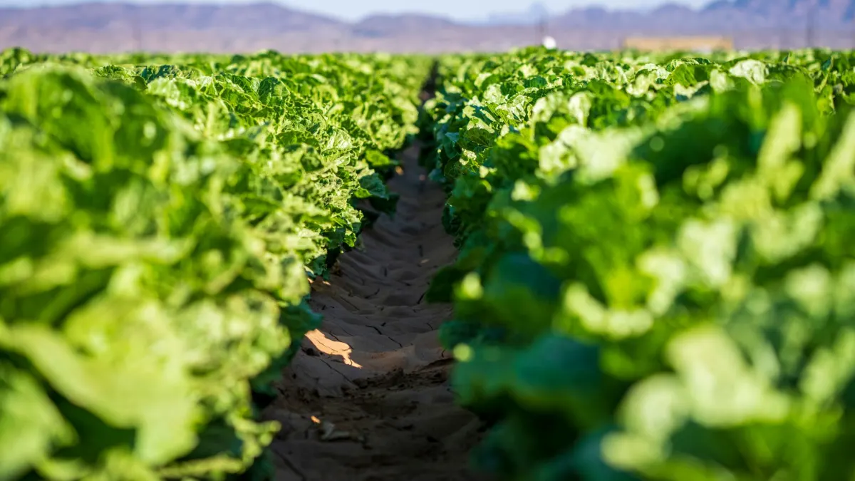 Taylor Farms lettuce sample tests positive for outbreak-linked parasite