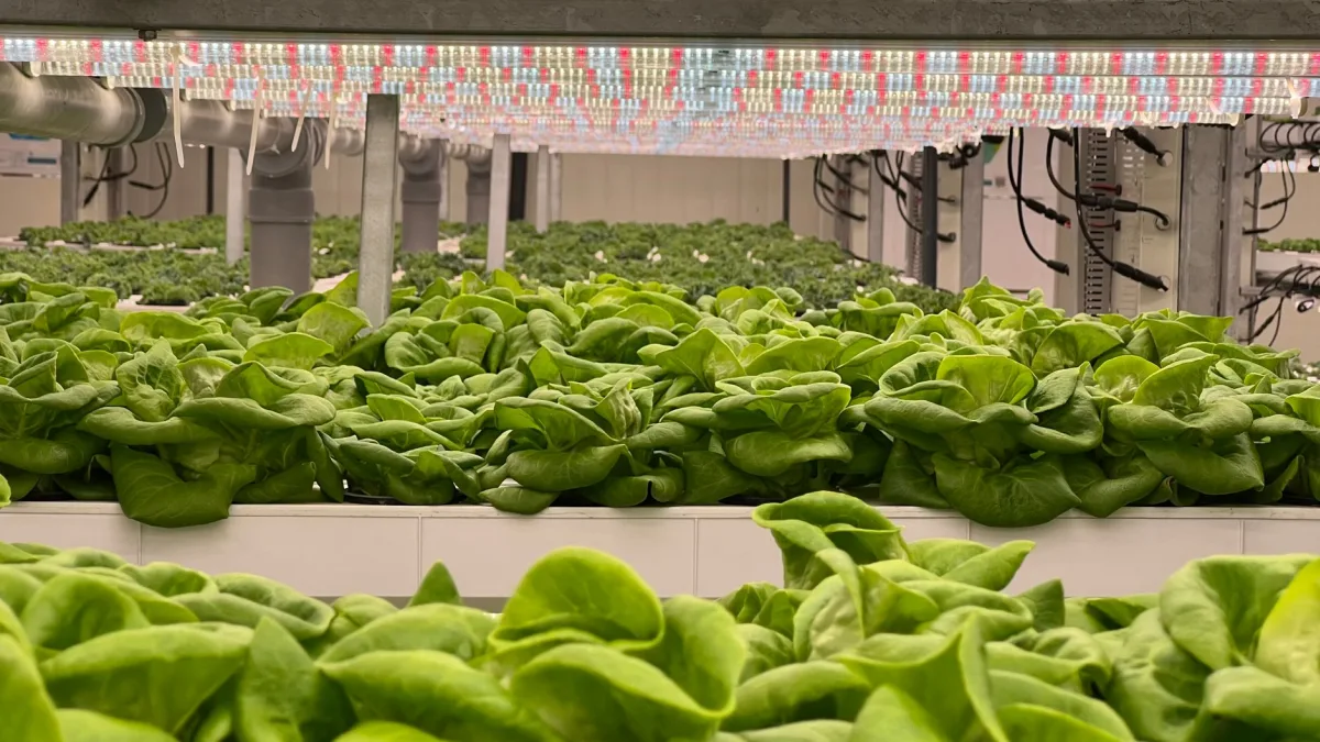 FDA Cyclospora Probe Confusion: Taylor Farms Salad Impact