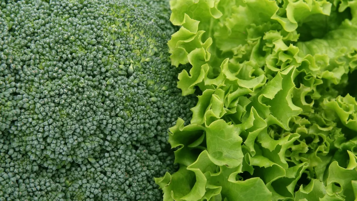 Lettuce Supplier Cyclospora Outbreak Impact on Global Salad Market