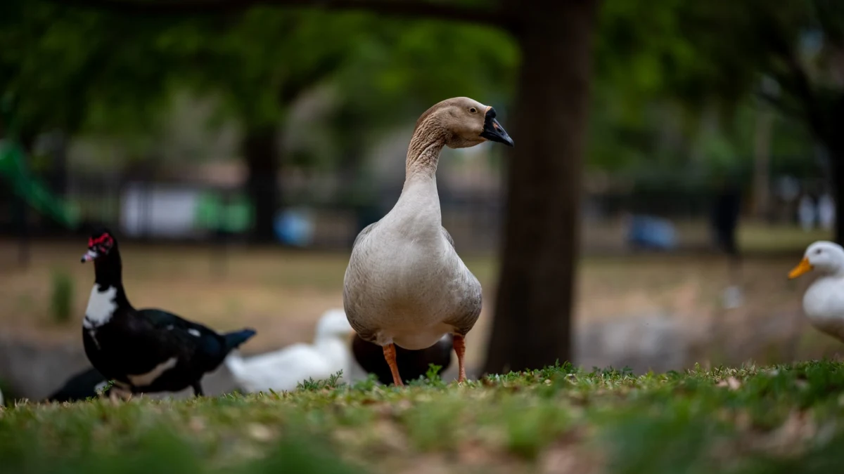 Aflac (AFL) Raises Dividend for 43 Years; Caution for Investors