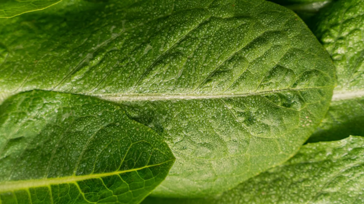 9 Cyclosporiasis Cases Linked to Lettuce at Cheshire Medical Center