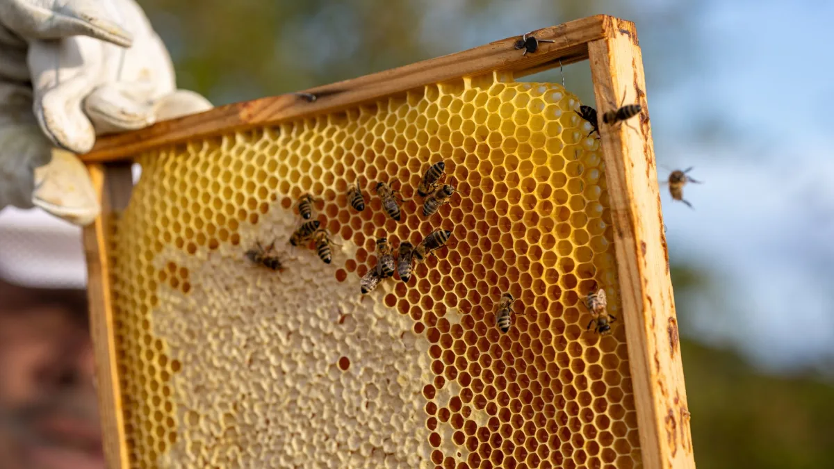 Honey Imports Affected by U.S. Tariffs Could Impact Beekeepers