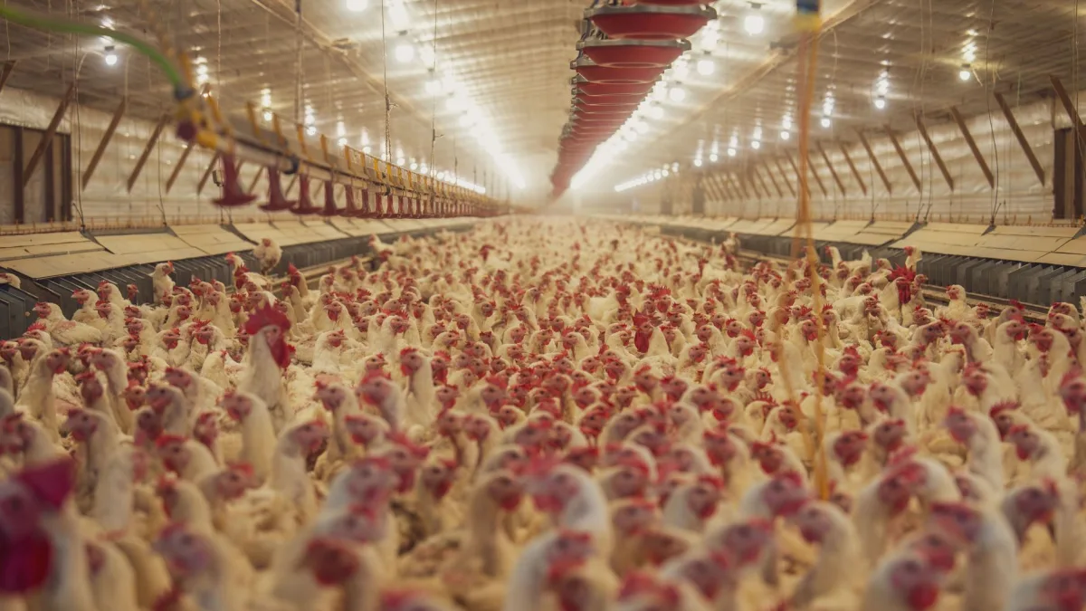 Taylor Farms Called White House Regarding Cyclospora Recall Delay