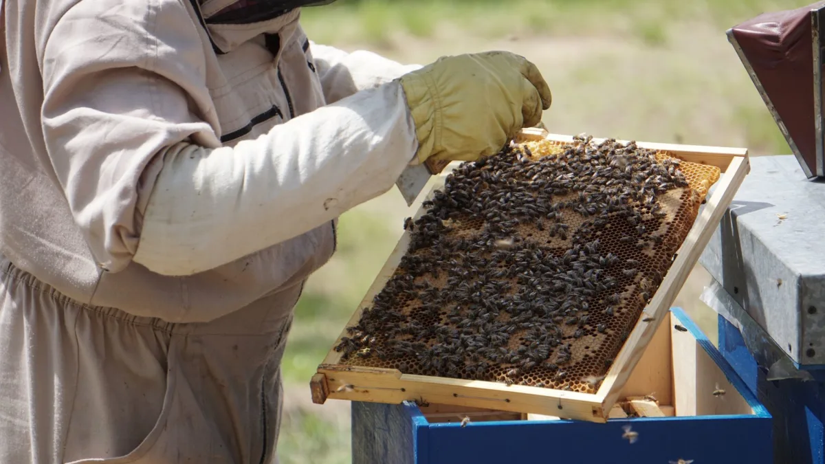 Bradshaw Honey Farms Keeps Legacy Alive Since 1958