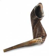 תמונה 4