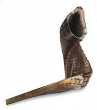 תמונה 4