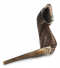 תמונה 3