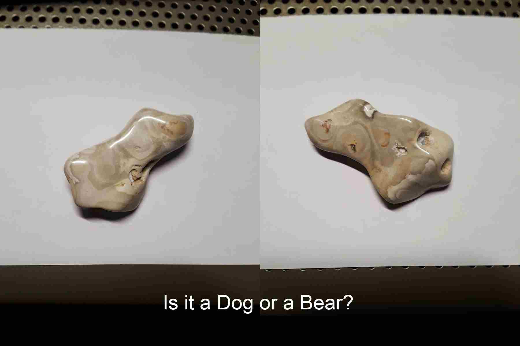 Dog or Bear?