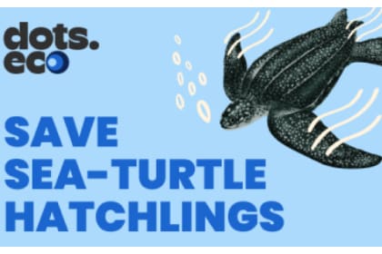 Save a sea-turtle hatchling US