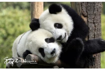 Zoo Negara MYR