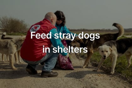 Feed stray dogs in shelters rewards redeem