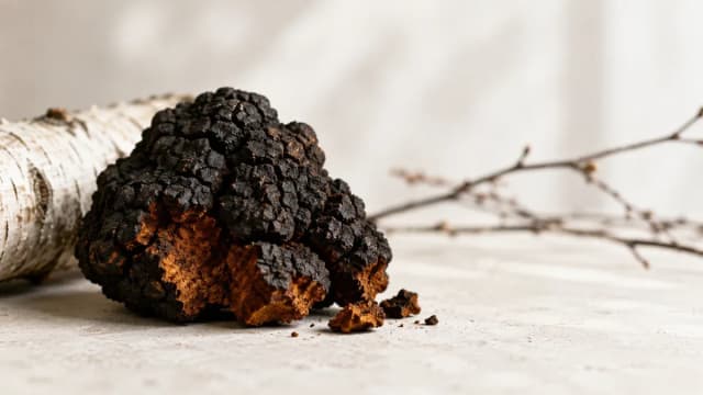 Chaga en complément alimentaire naturel