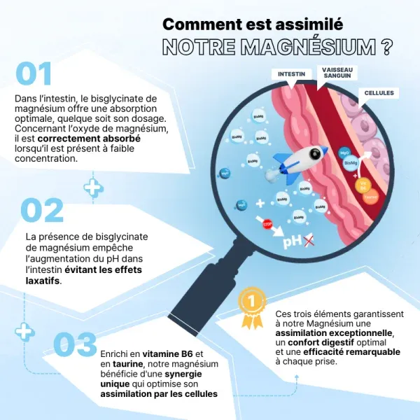 magnesium-taurine-B6-assimilation.webp
