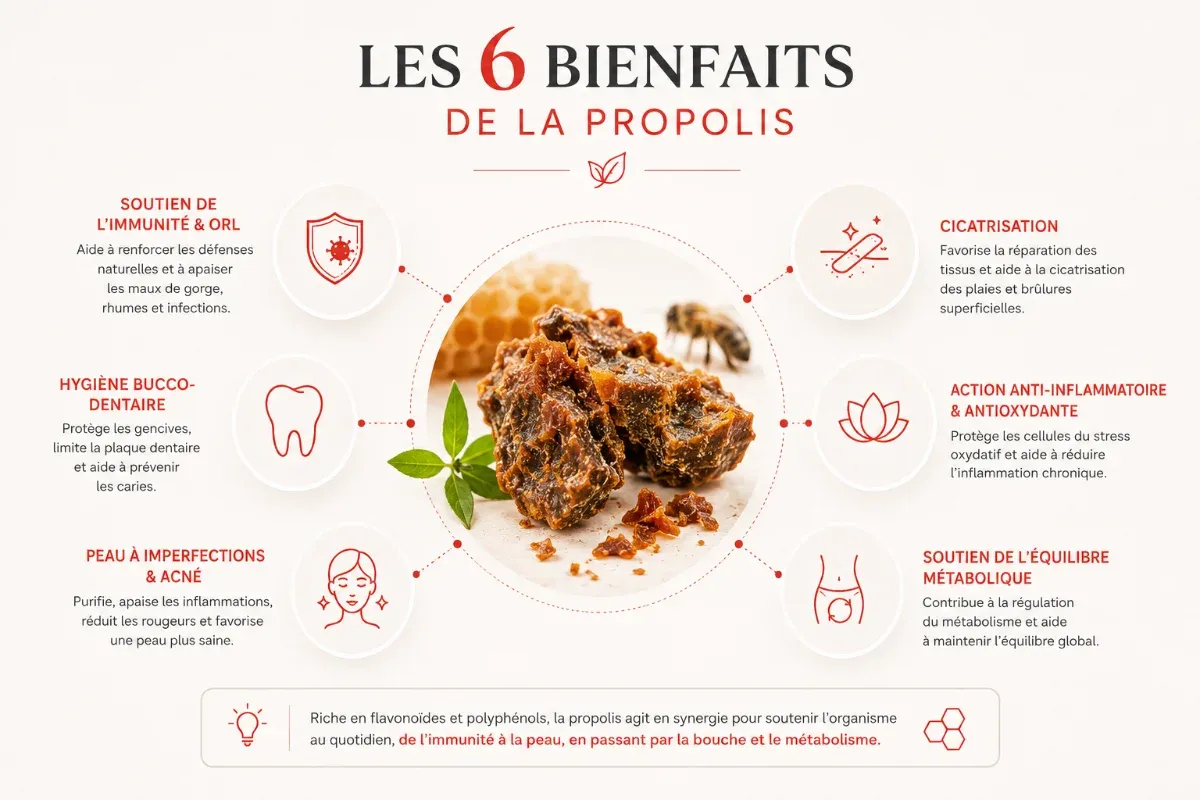 Infographie présentant les 6 bienfaits de la propolis avec des pictogrammes (gorge, immunité, bouche, peau, cicatrisation, métabolisme)