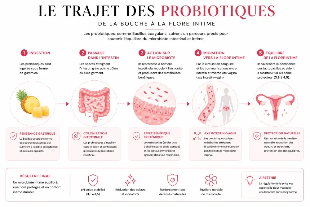 Schéma du trajet des probiotiques de la bouche au vagin