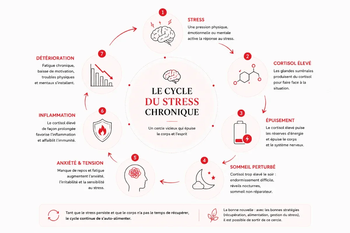 Schéma sur le cycle du stress chronique