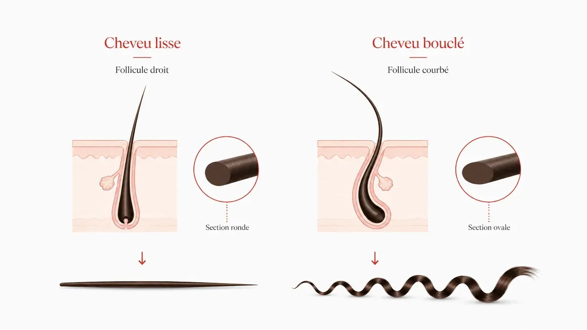 Follicule droit et section ronde du cheveu lisse face au follicule courbé et à la section ovale du cheveu bouclé