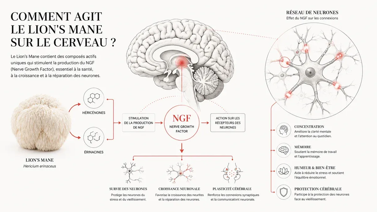 Infographie : Lion's mane, concentration et mémoire