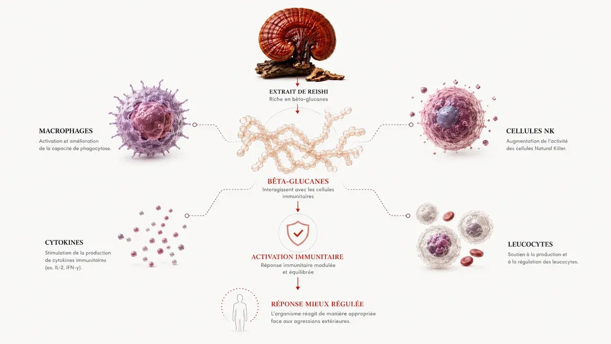 Infographie : À qui s'adresse le reishi