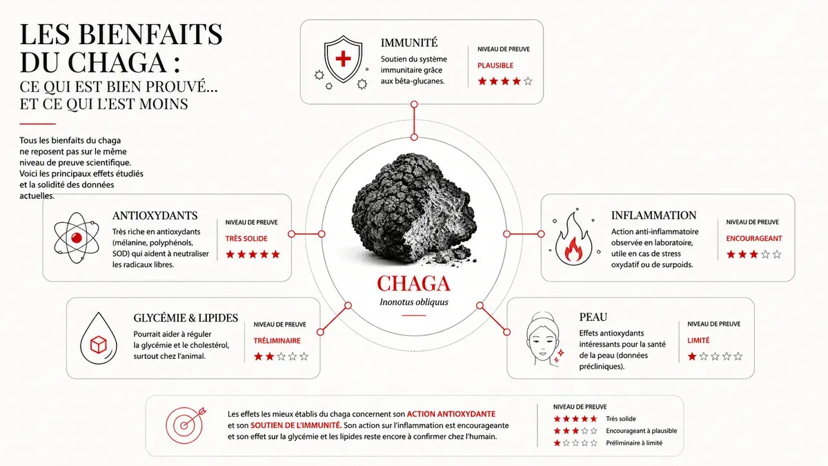 Infographie : Chaga effets secondaires et précautions