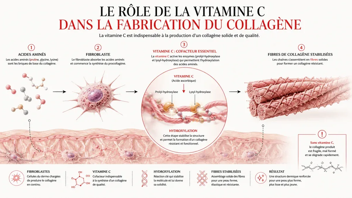 Infographie : Comment la vitamine C stimule la production de collagène