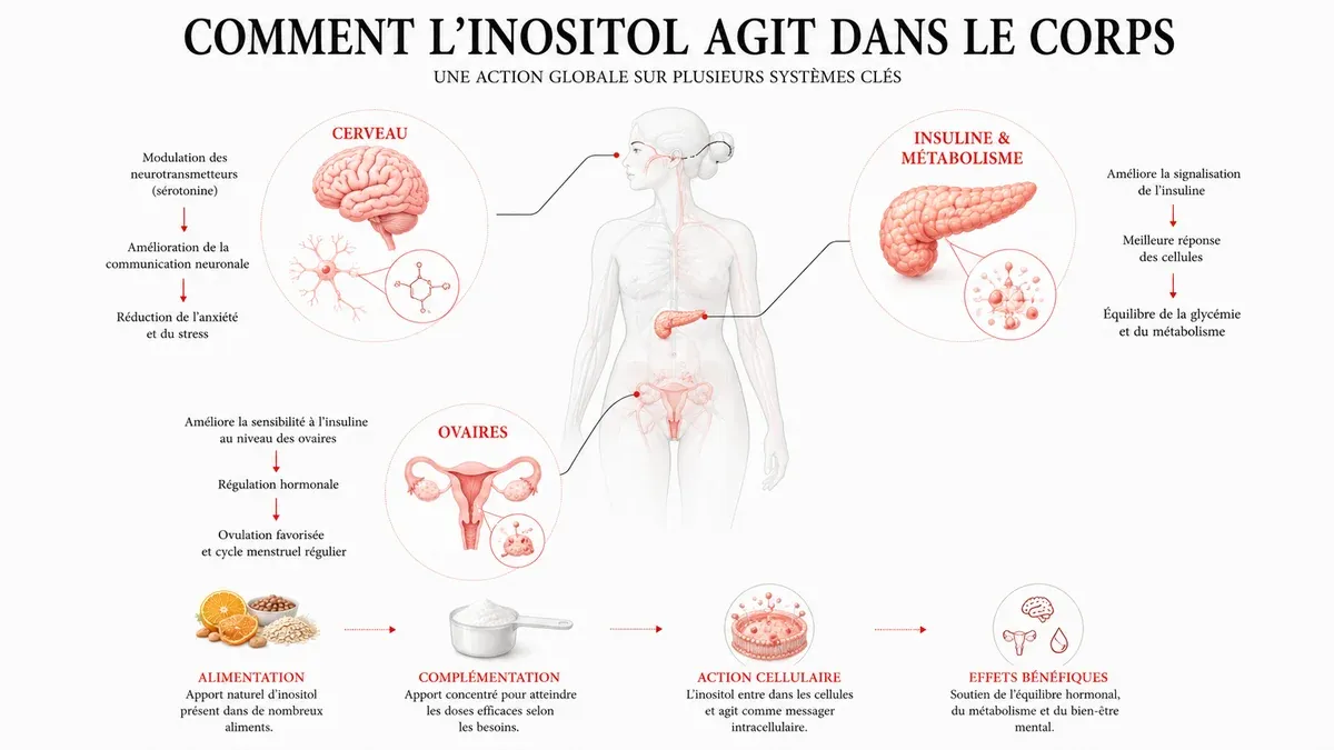 Infographie : Comment prendre l'inositol : dose et moment