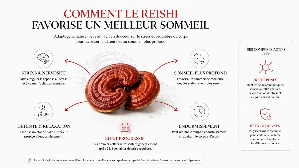 Infographie : Le reishi et le sommeil