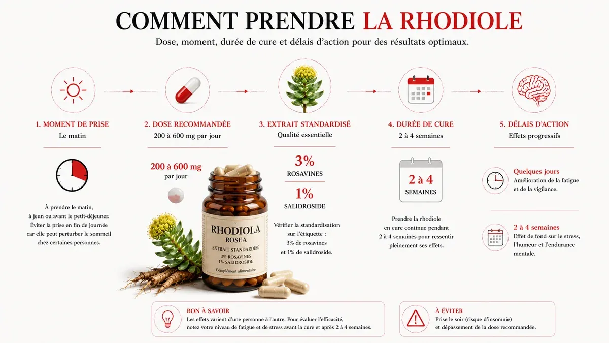 Infographie : Au bout de combien de temps la rhodiole fait-elle effet