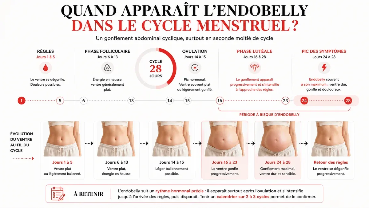Infographie : Quand l'endobelly survient dans le cycle et combien de temps il dure
