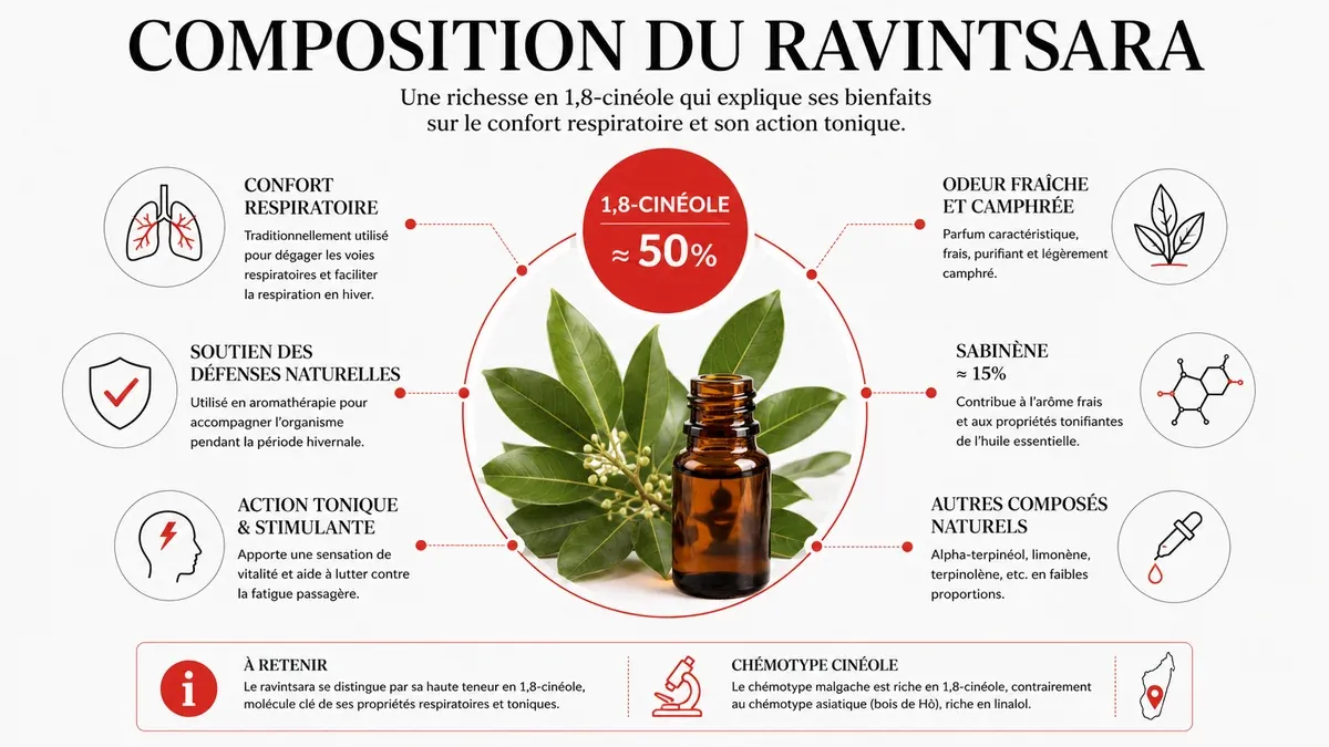 Infographie : La composition en 1,8-cinéole qui explique les bienfaits du ravintsara