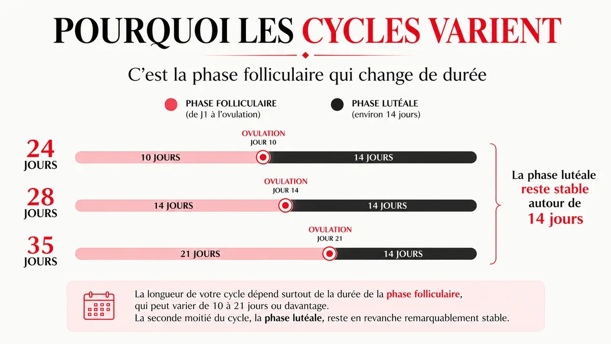 Infographie : Pourquoi votre cycle ne fait pas toujours 28 jours