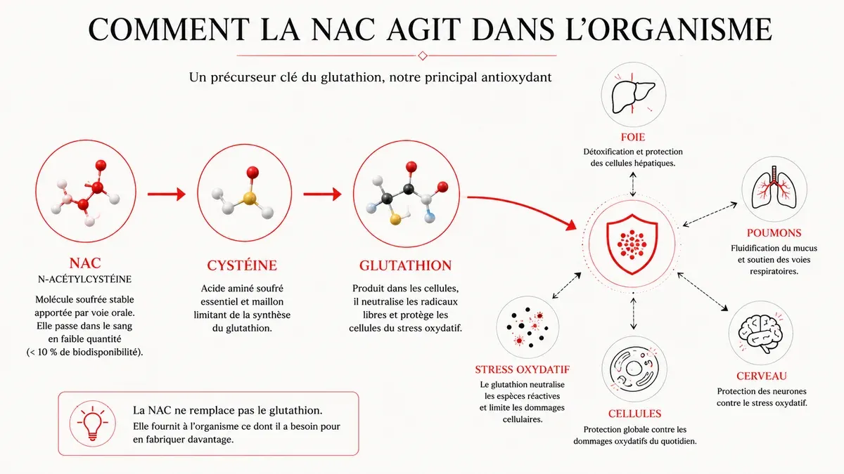 Infographie : La NAC, c'est quoi exactement