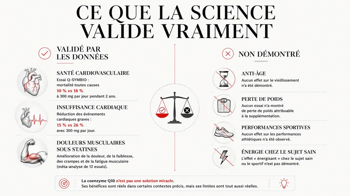 Infographie : Les bienfaits de la coenzyme Q10 qui tiennent devant les données