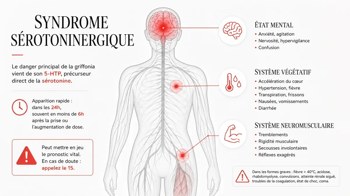 Infographie : Le syndrome sérotoninergique, le vrai danger de la griffonia