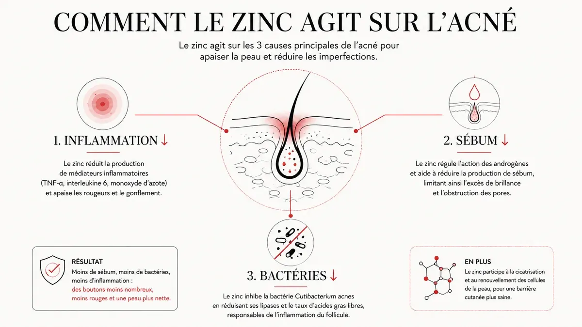 Infographie : Comment le zinc agit sur la peau