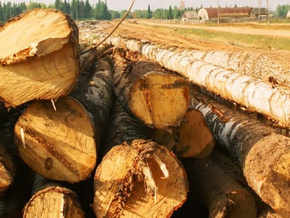 С начала года на 30% увеличился вывоз из Пермского края лесопродукции в другие регионы РФ