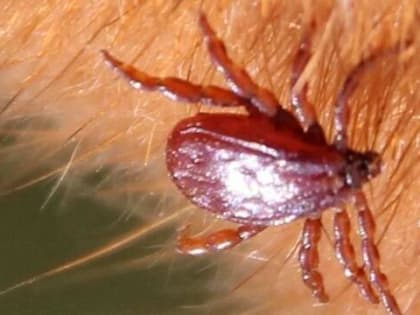 Прочный блок на клещей: 1 дешевое средство лучше химии из магазина - надо всего лишь 2 капельки