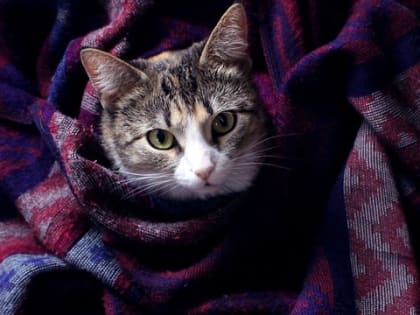 Холод и дожди: с 20 по 23 июня теплая погода не ожидается