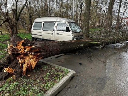В Прикамье шквалистый ветер повалил деревья и столбы освещения 