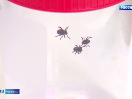 В Пермском крае отмечается рост клещевой  активности