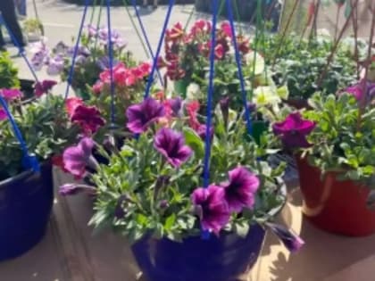 Весенняя сельскохозяйственная ярмарка