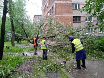 За день в Перми сильный ветер повалил десятки деревьев